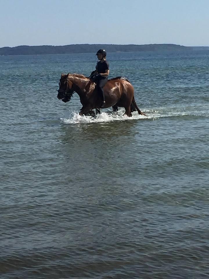 DSP | Fighter Skylight - Viwett ridelejr 2018 billede 8