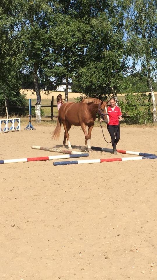 DSP | Fighter Skylight - Viwett ridelejr 2018 - agility undervisning  billede 13