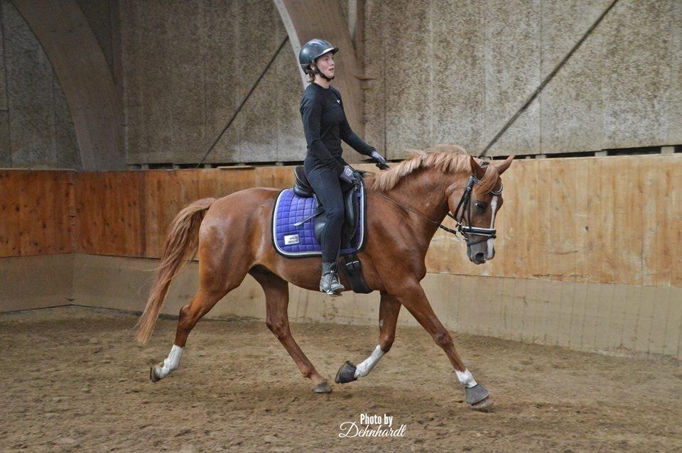 DSP | Fighter Skylight - Undervisning af Philip Melby på Viwett ridelejr 2018 - foto: Photosbydehnhardt billede 14