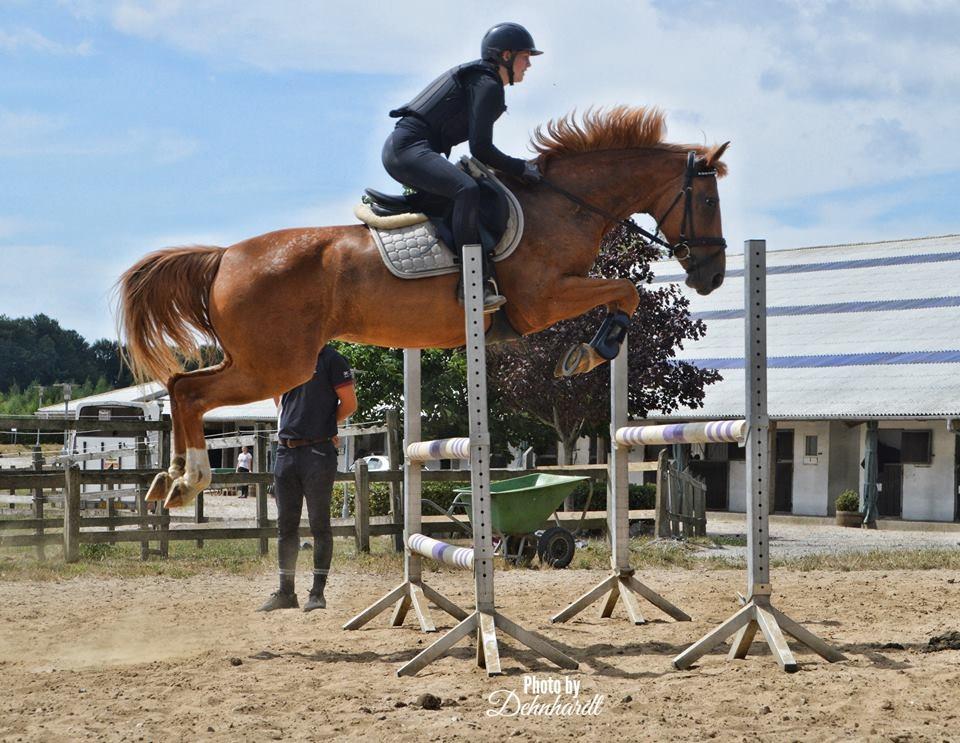 Anden særlig race | UN - Undervisning af Philip Melby - Viwett ridelejr 2018 - Foto: Photosbydehnhardt billede 3