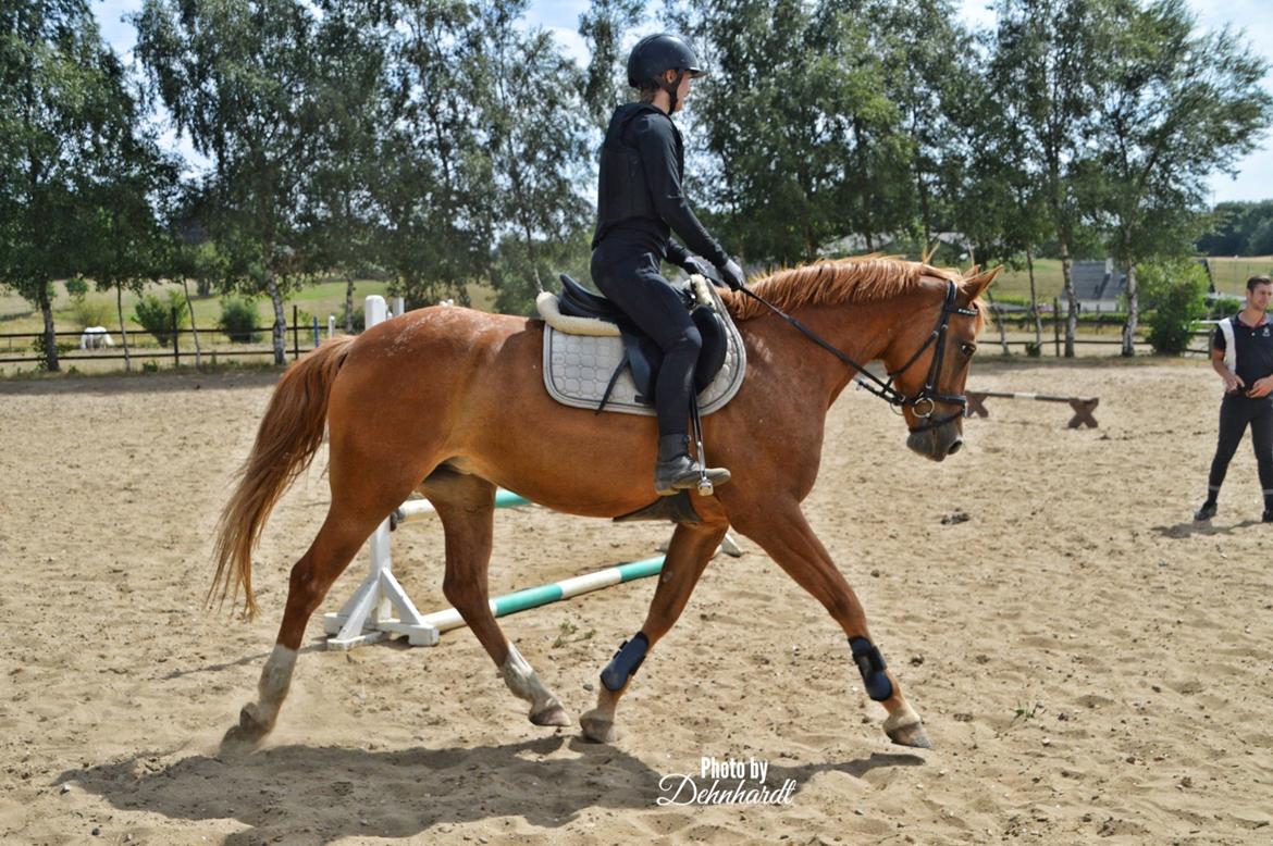Anden særlig race | UN - Undervisning af Philip Melby - Viwett ridelejr 2018 - Foto: Photosbydehnhardt billede 11