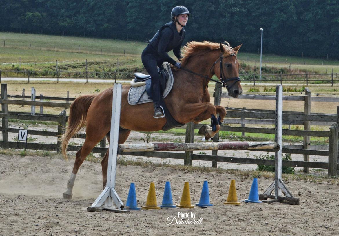 Anden særlig race | UN - Undervisning af Philip Melby - Viwett ridelejr 2018 - Foto: Photosbydehnhardt billede 15