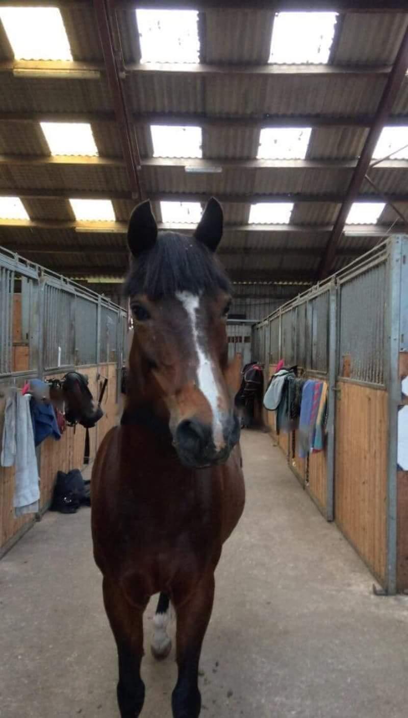 Hollandsk Sportspony Isabella af mindet billede 5