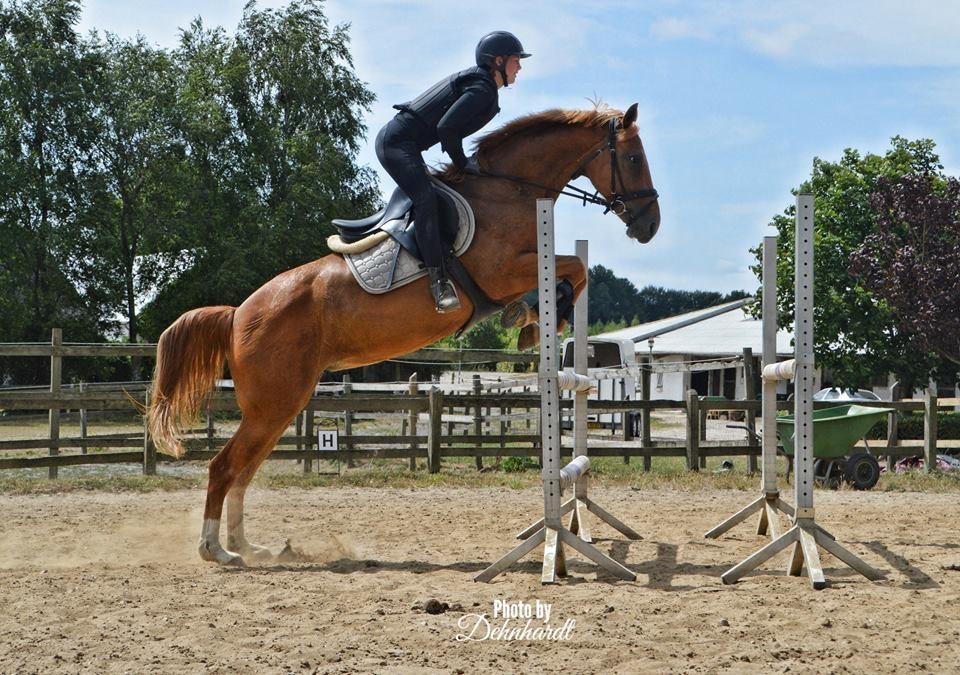 Anden særlig race | UN - Undervisning af Philip Melby - Viwett ridelejr 2018 - Foto: Photosbydehnhardt billede 17