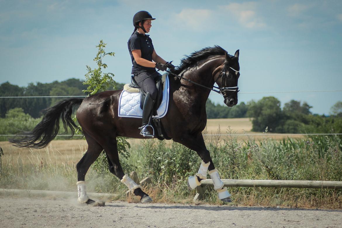 Hannoveraner Samurai V billede 7