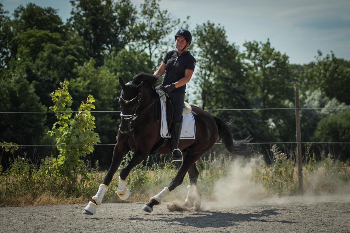 Hannoveraner Samurai V billede 8