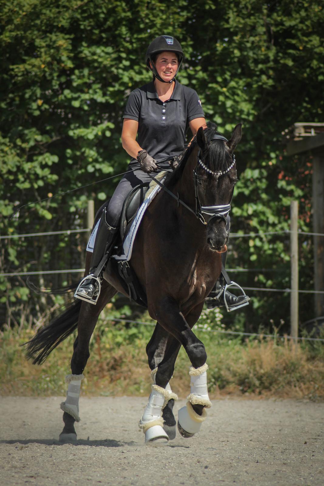 Hannoveraner Samurai V billede 9