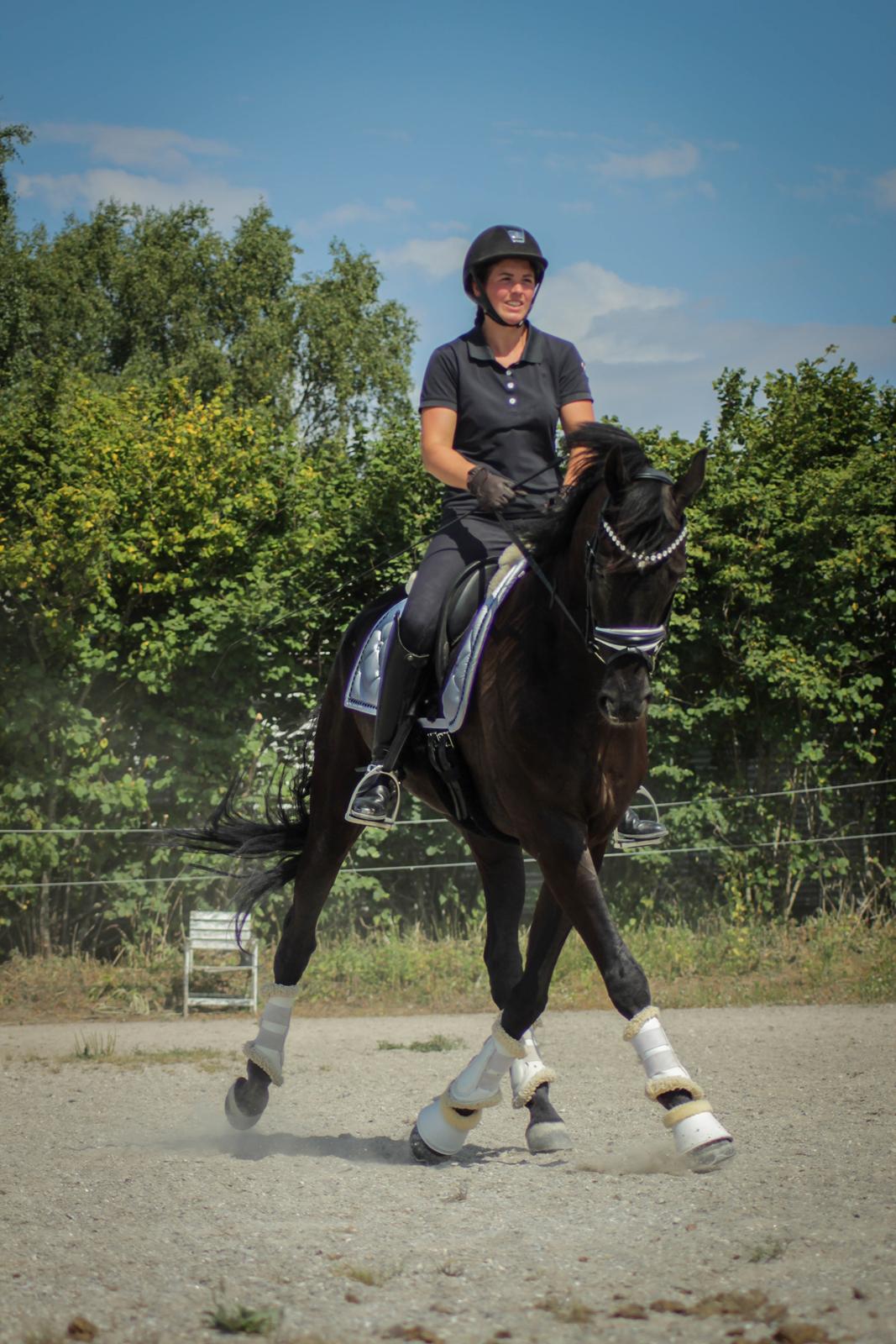 Hannoveraner Samurai V billede 10