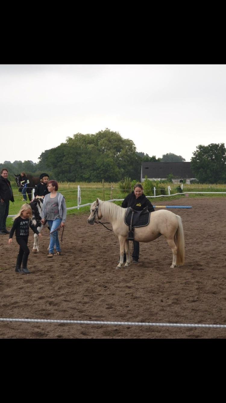 Welsh Partbred (Sec F) Marnows princess pink billede 1