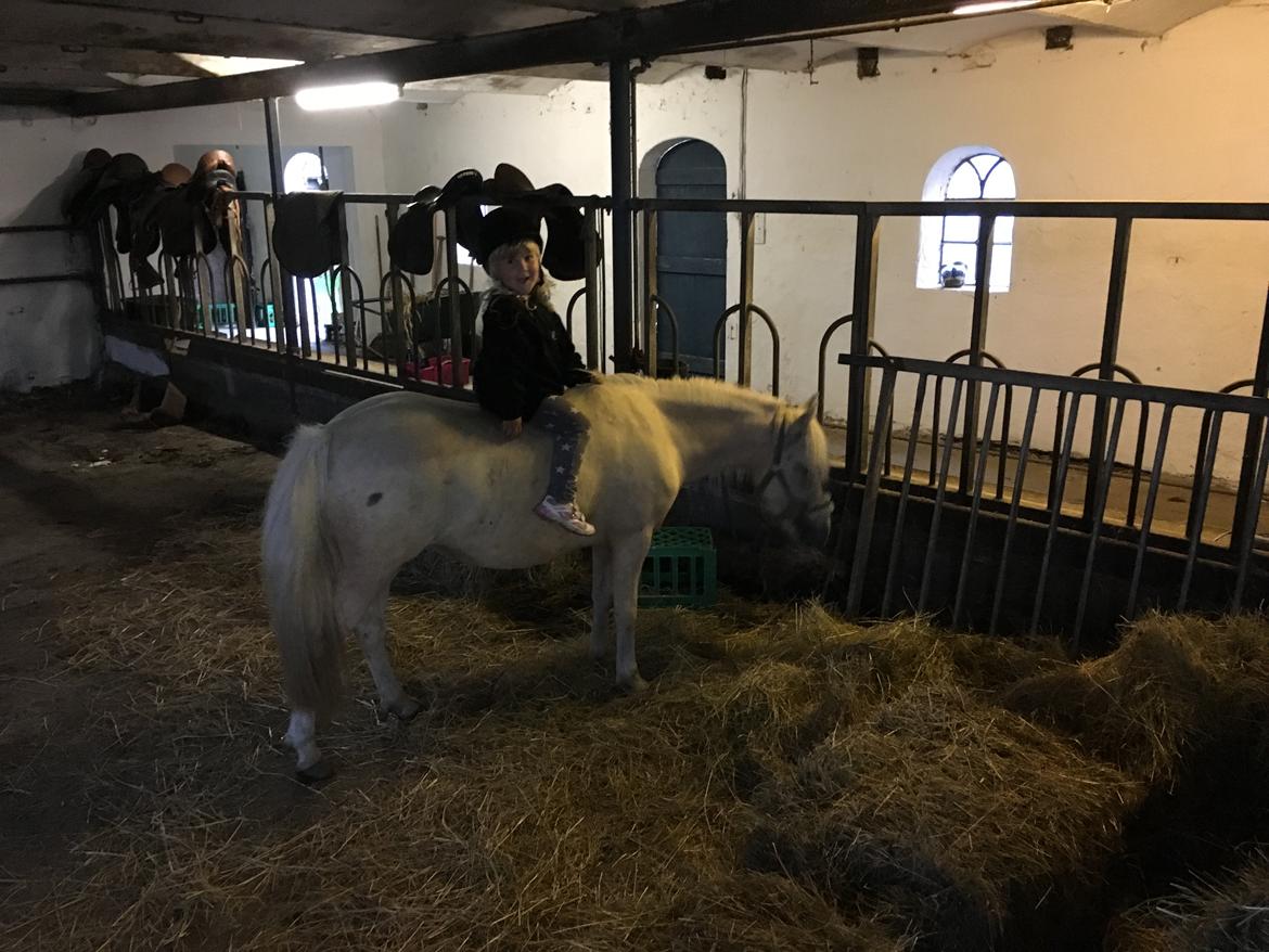 Welsh Partbred (Sec F) Marnows princess pink billede 2