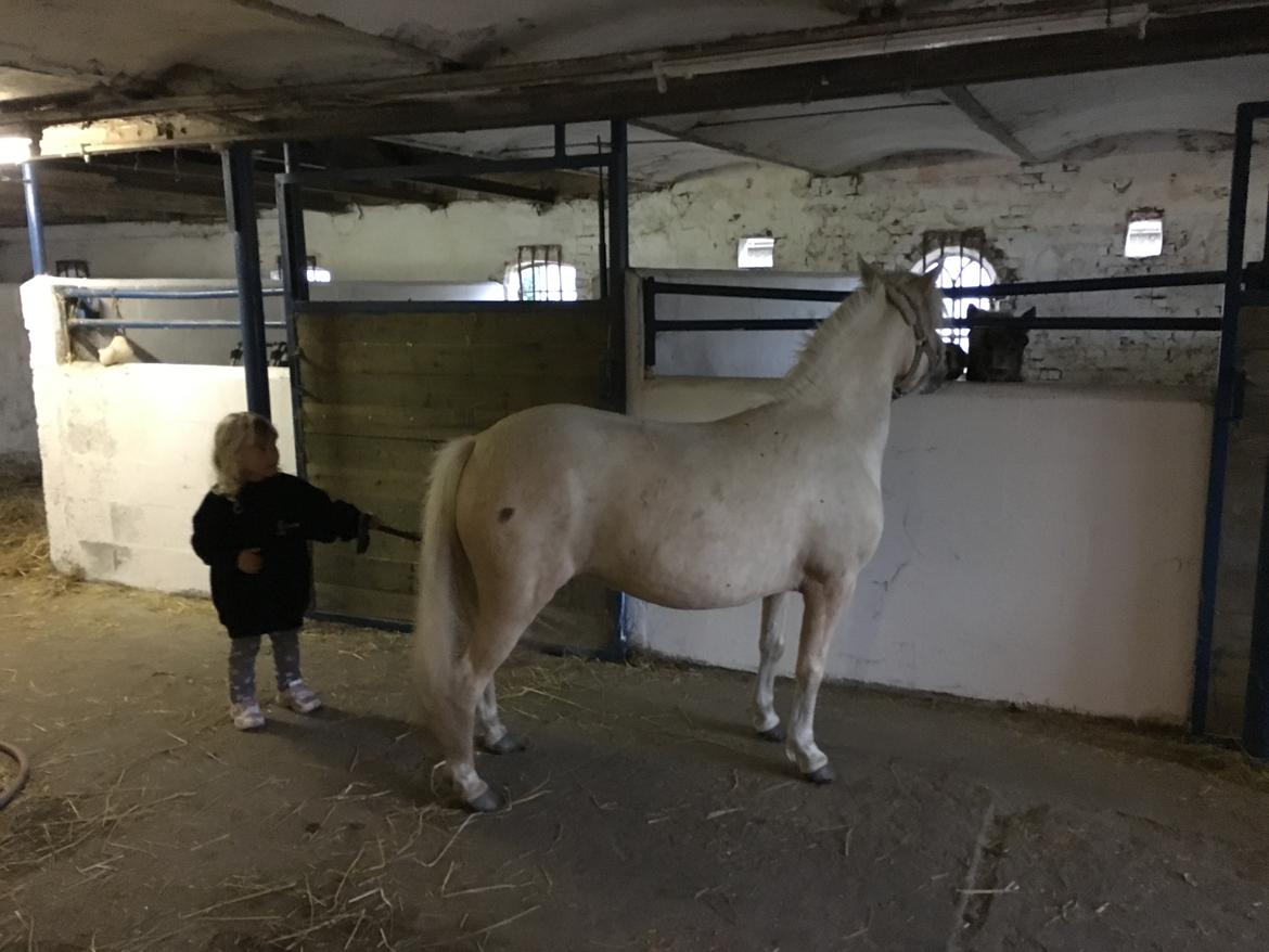Welsh Partbred (Sec F) Marnows princess pink billede 3