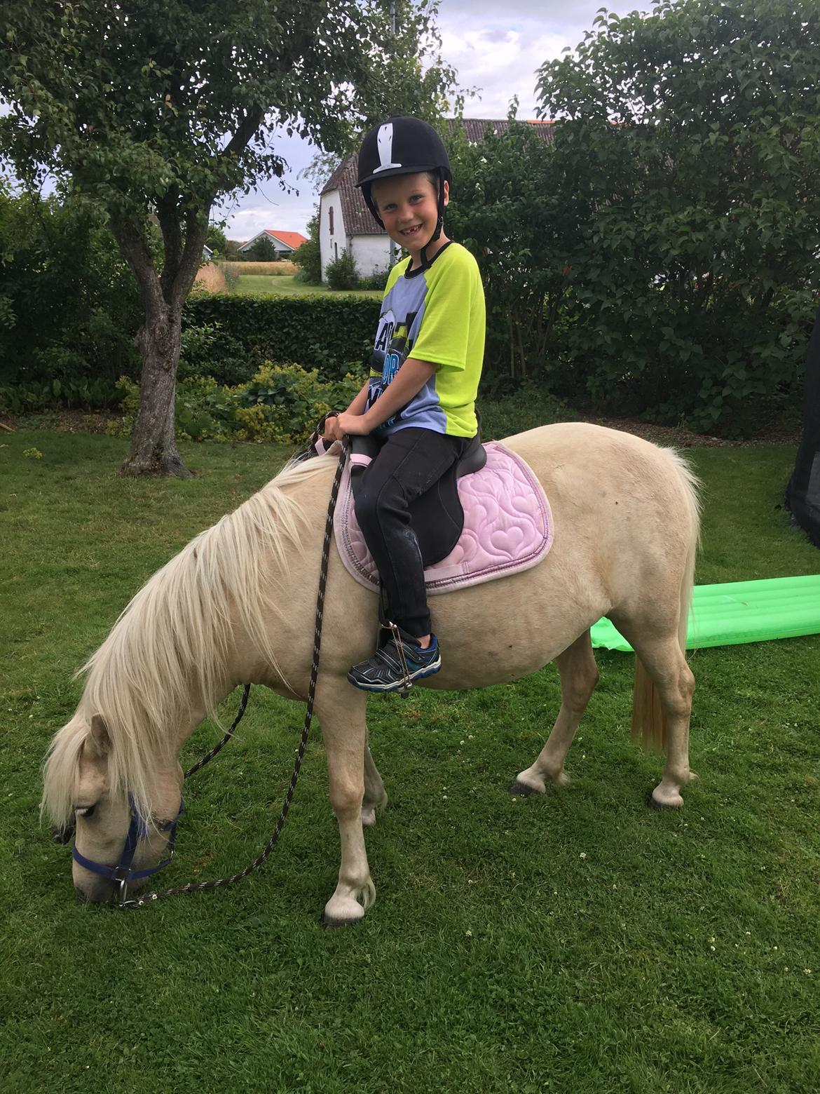 Welsh Partbred (Sec F) Marnows princess pink billede 4