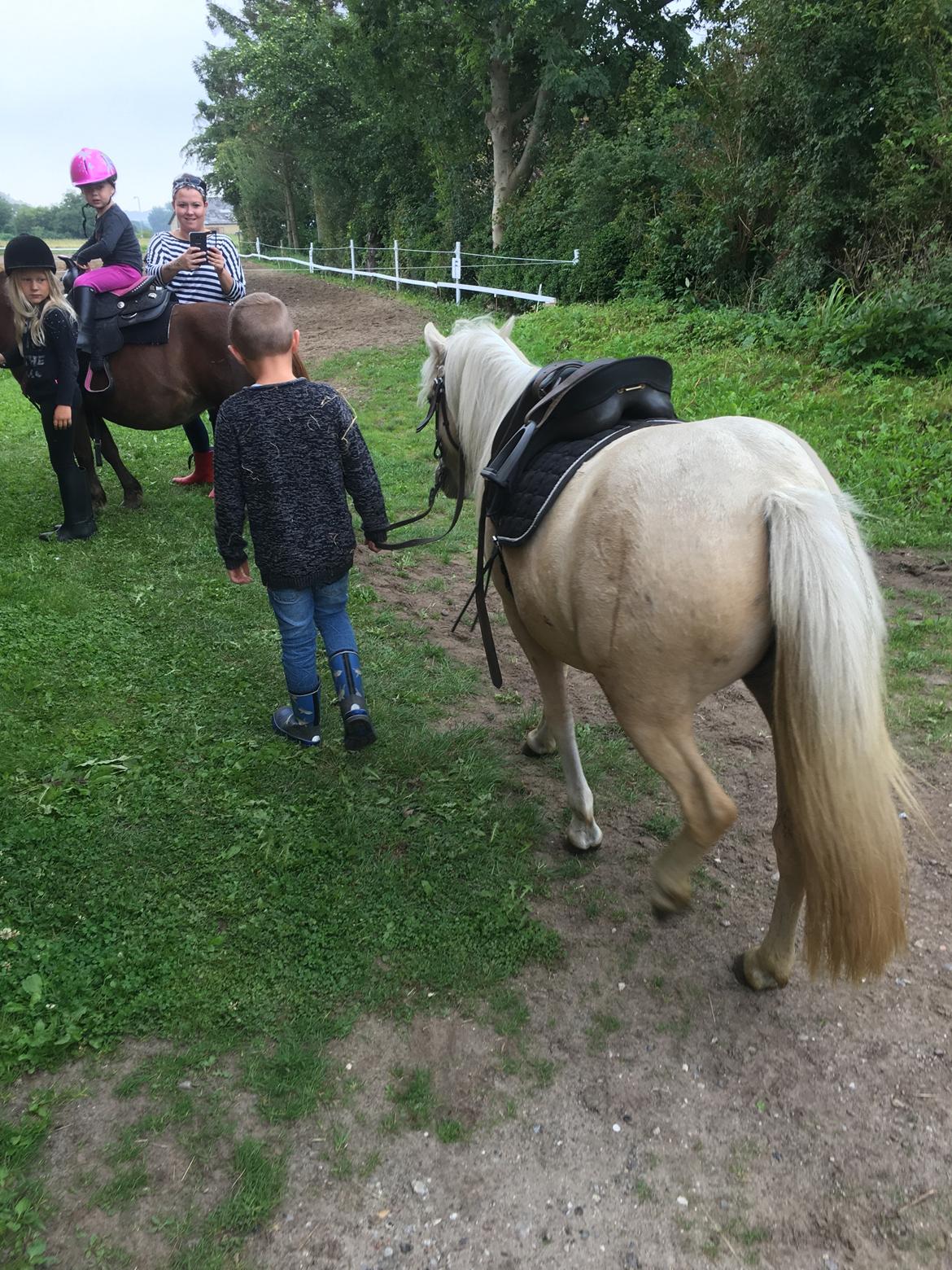 Welsh Partbred (Sec F) Marnows princess pink billede 5