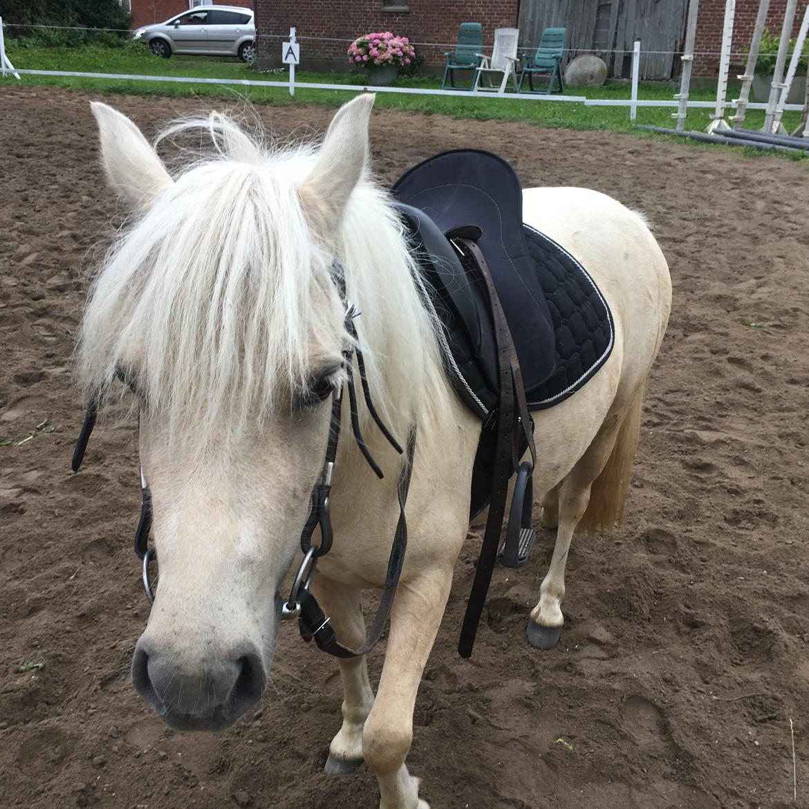 Welsh Partbred (Sec F) Marnows princess pink billede 6