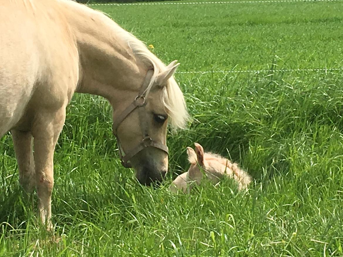 Welsh Partbred (Sec F) Marnows princess pink billede 7
