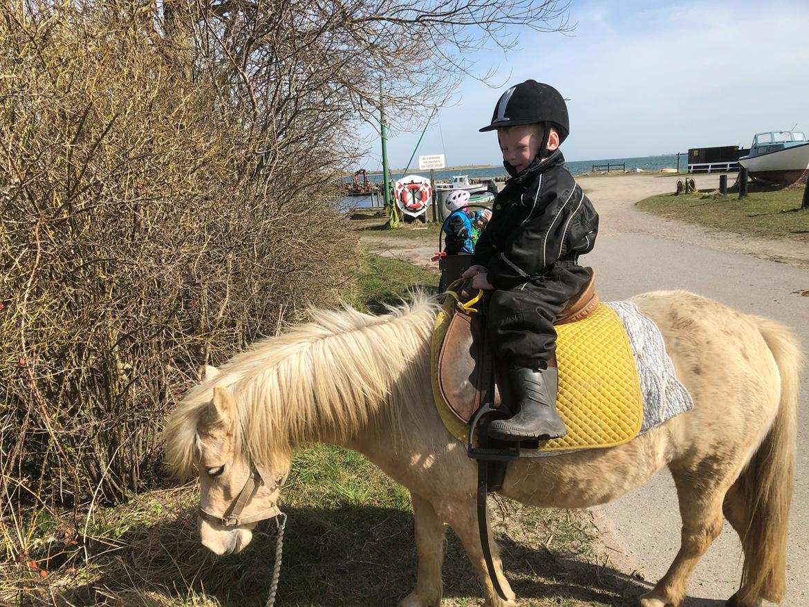 Welsh Partbred (Sec F) Marnows princess pink billede 9