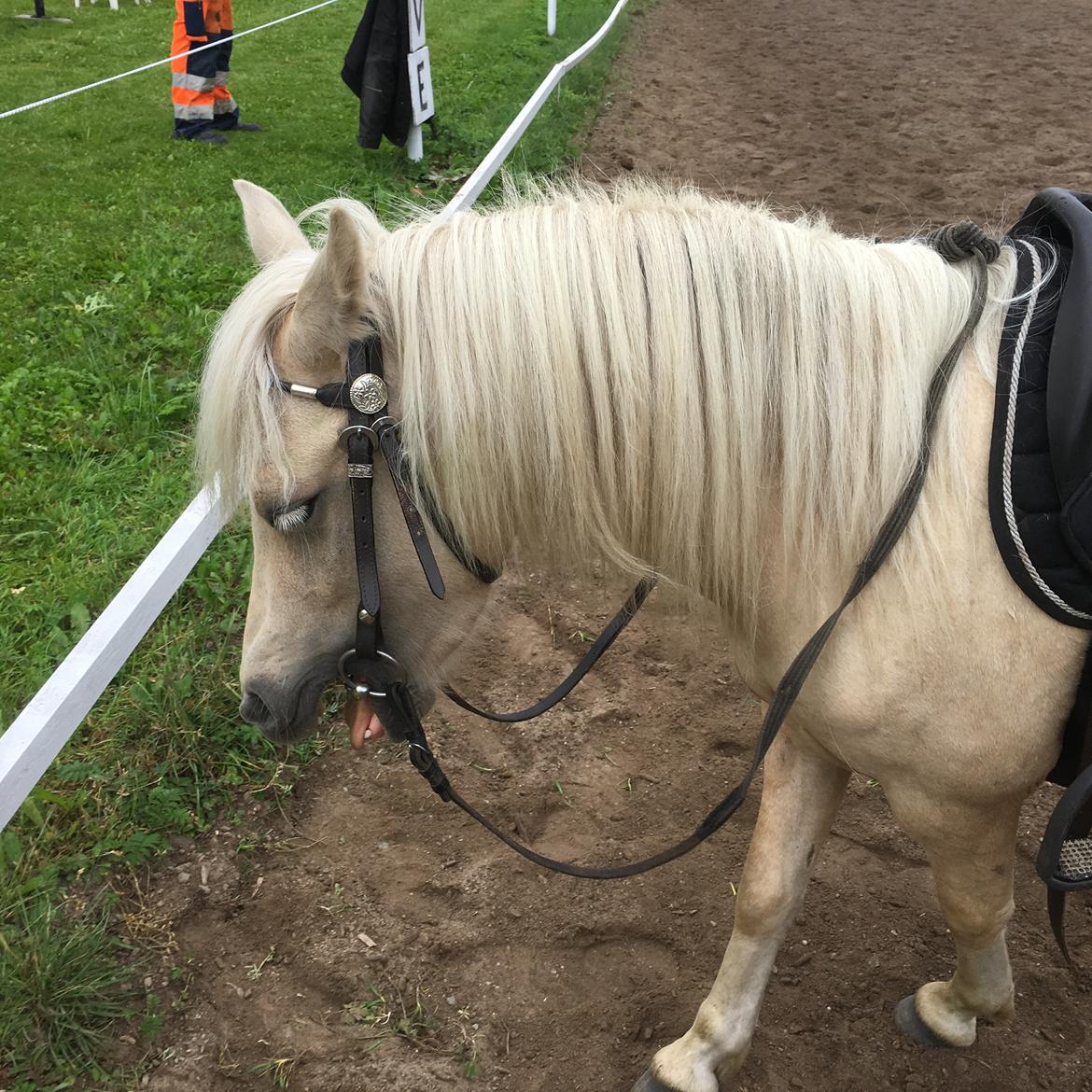Welsh Partbred (Sec F) Marnows princess pink billede 8