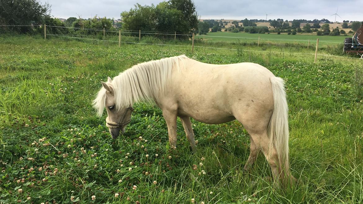 Welsh Partbred (Sec F) Marnows princess pink billede 12