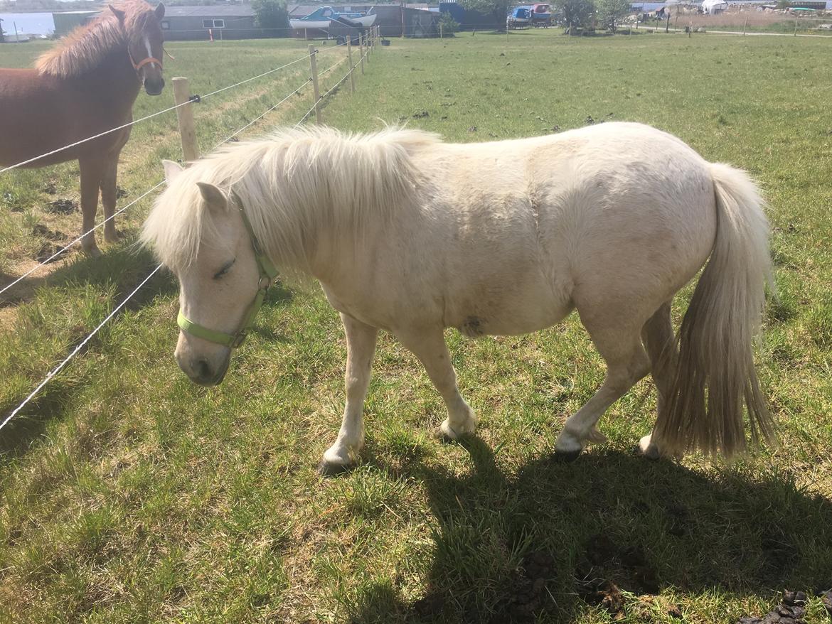 Welsh Partbred (Sec F) Marnows princess pink billede 16