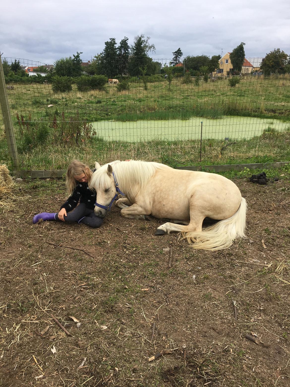 Welsh Partbred (Sec F) Marnows princess pink billede 11