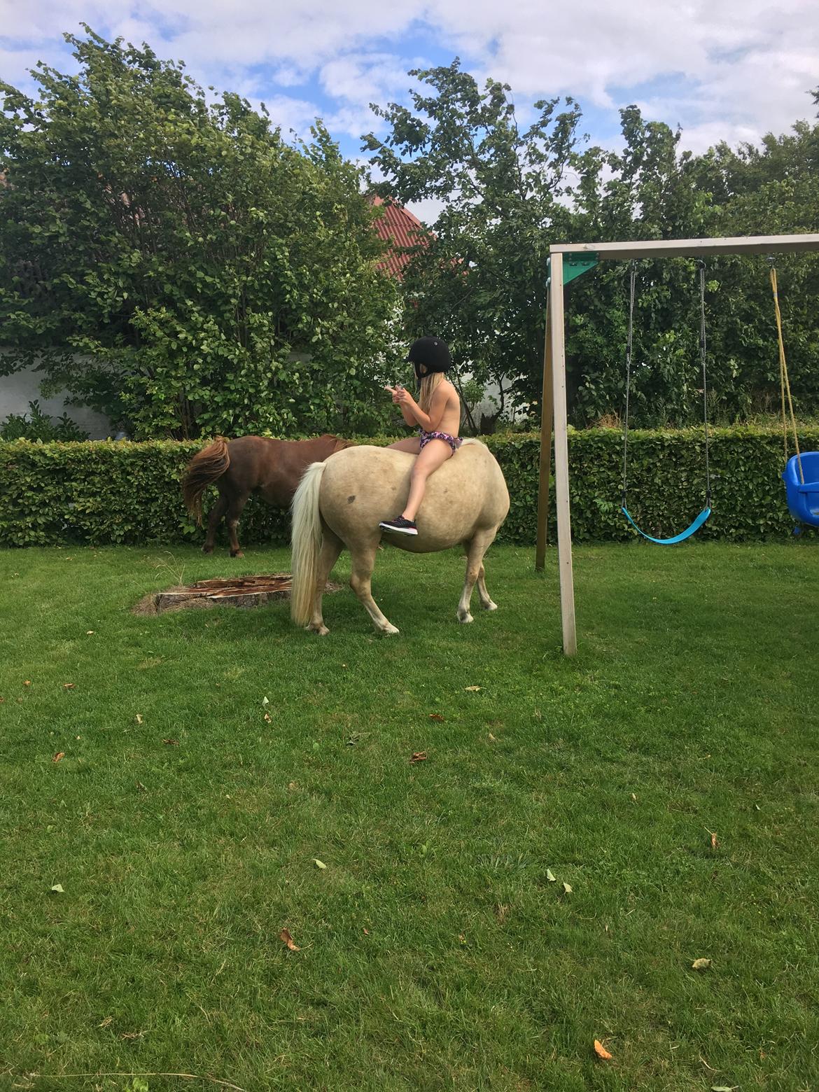 Welsh Partbred (Sec F) Marnows princess pink billede 17