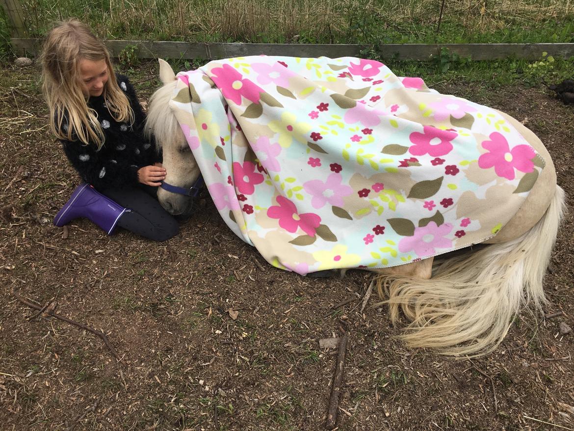 Welsh Partbred (Sec F) Marnows princess pink billede 10