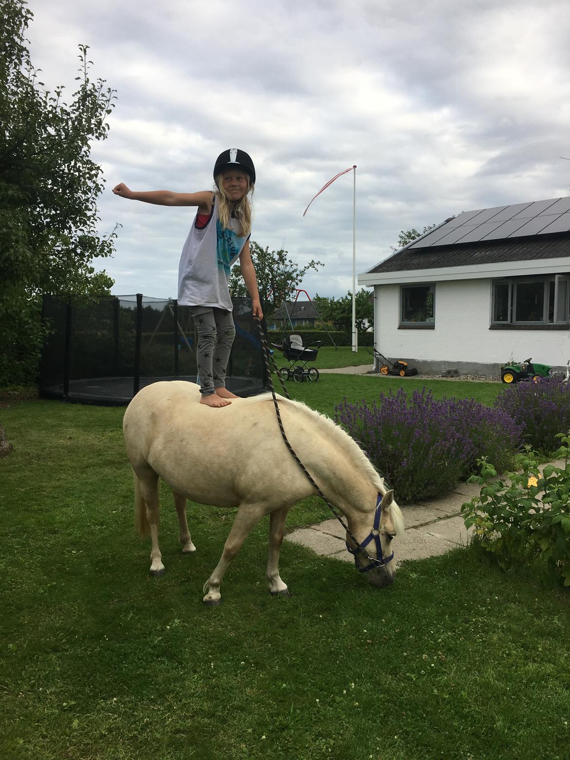 Welsh Partbred (Sec F) Marnows princess pink billede 13
