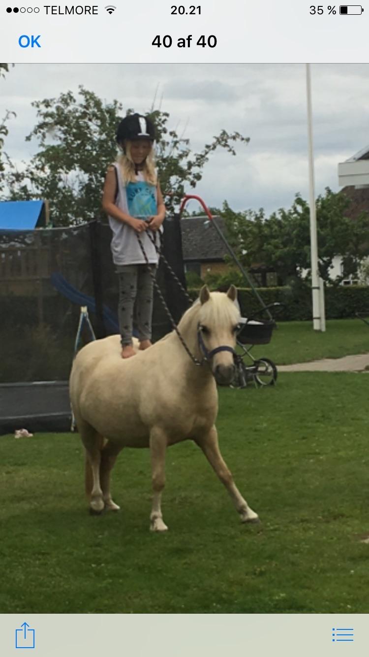 Welsh Partbred (Sec F) Marnows princess pink billede 14