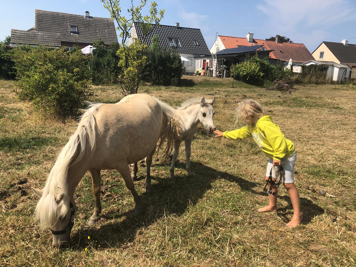 Welsh Partbred (Sec F) Marnows princess pink billede 15