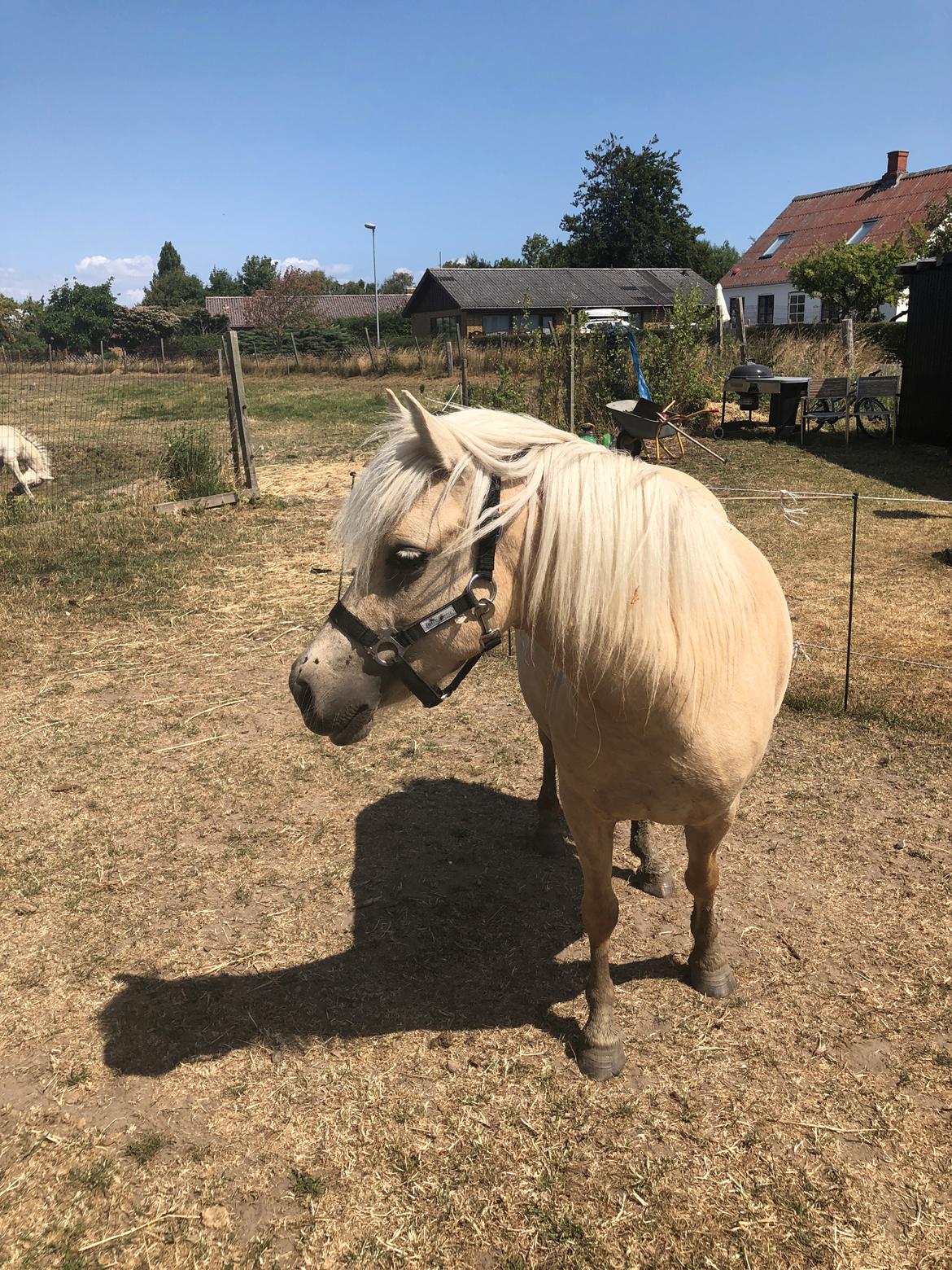 Welsh Partbred (Sec F) Marnows princess pink billede 18