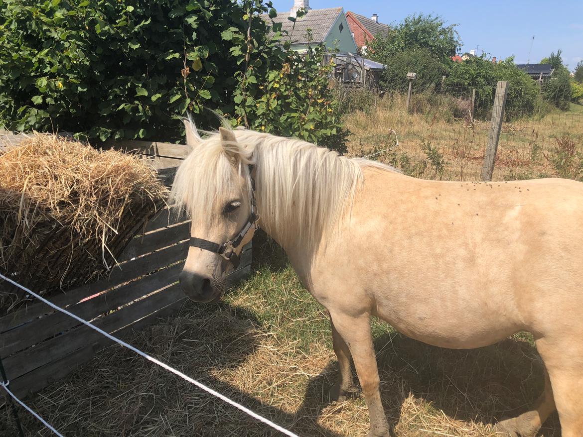 Welsh Partbred (Sec F) Marnows princess pink billede 19