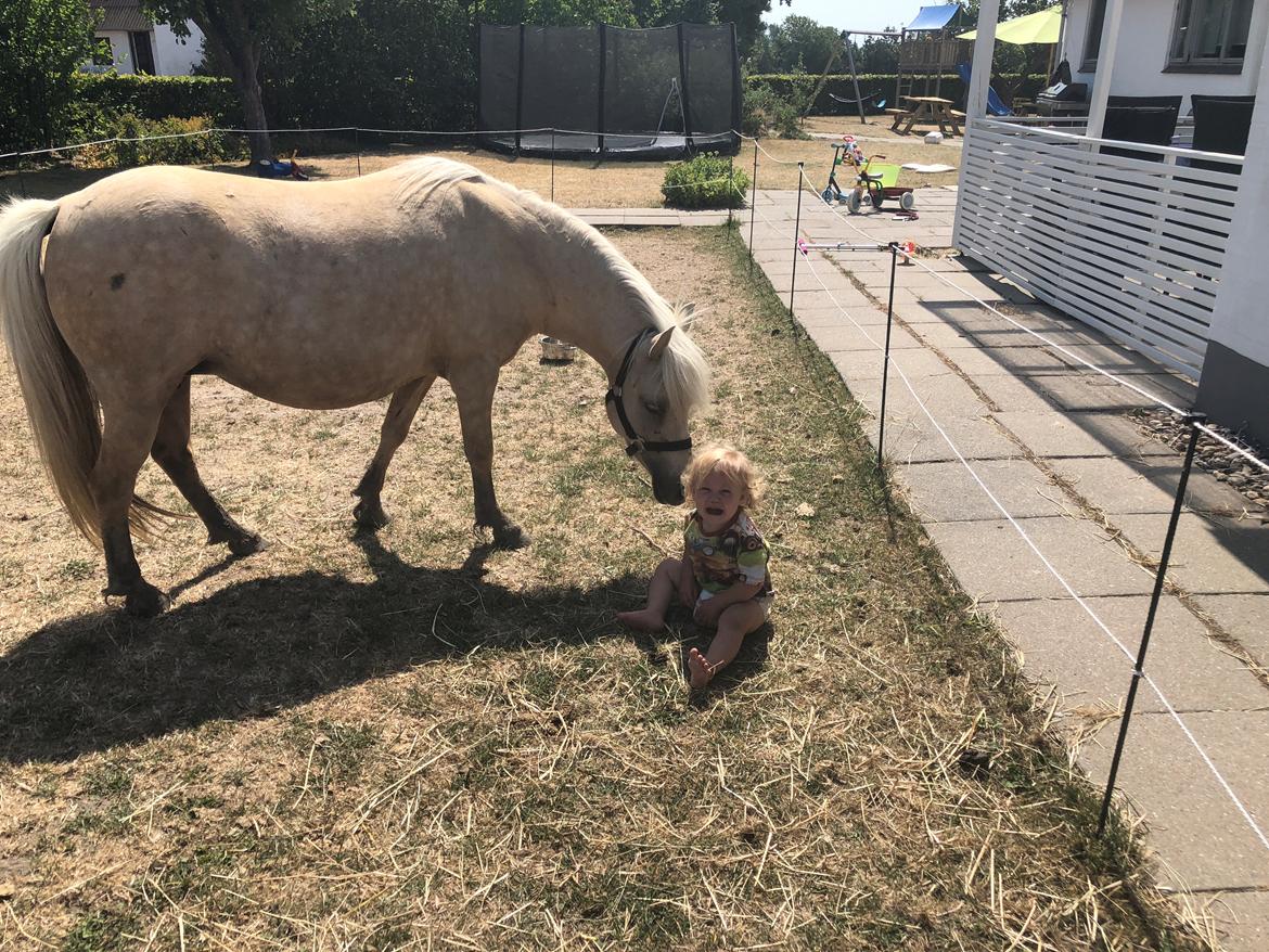 Welsh Partbred (Sec F) Marnows princess pink billede 20
