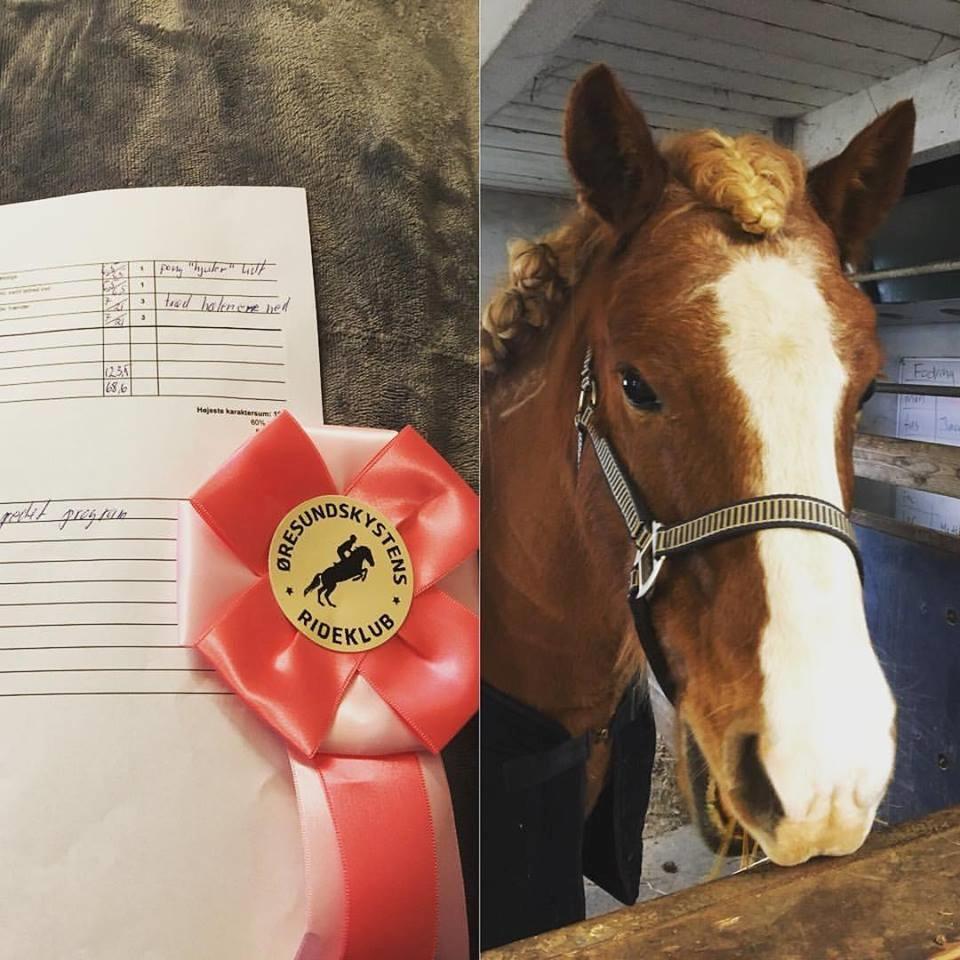 Islænder Fylkir Fra Reykjavik  billede 10