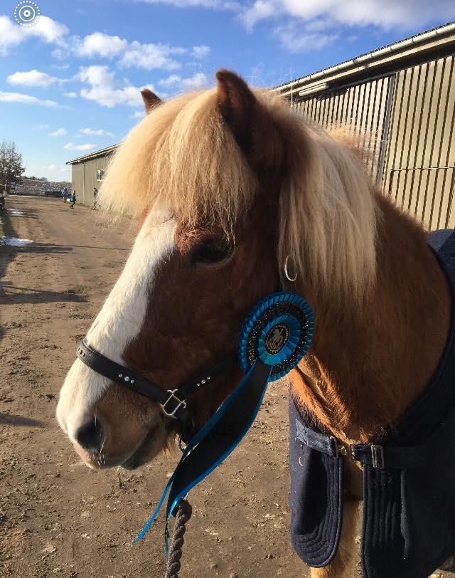 Islænder Fylkir Fra Reykjavik  billede 12