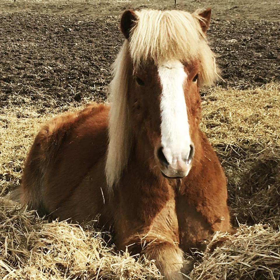 Islænder Fylkir Fra Reykjavik  billede 8