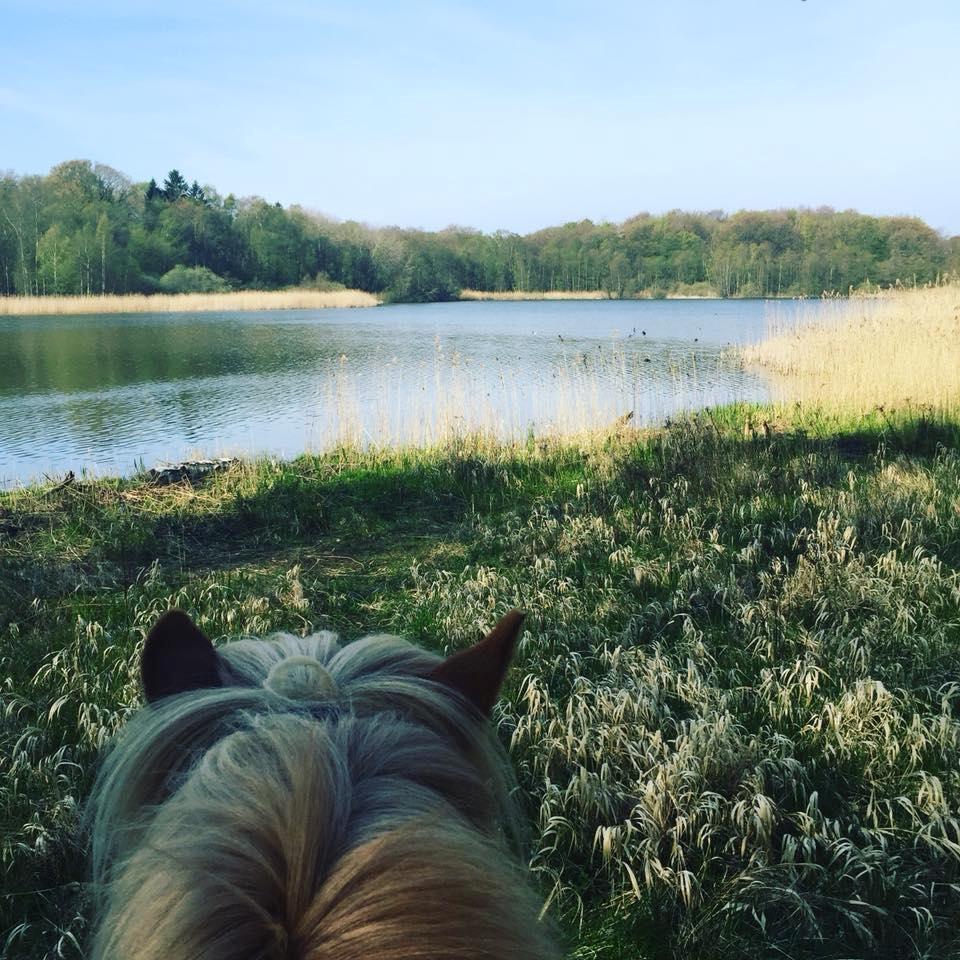 Islænder Fylkir Fra Reykjavik  billede 14