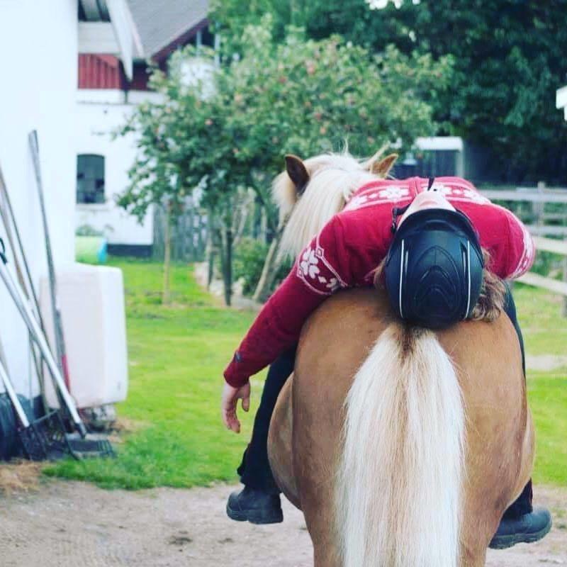 Islænder Fylkir Fra Reykjavik  billede 9