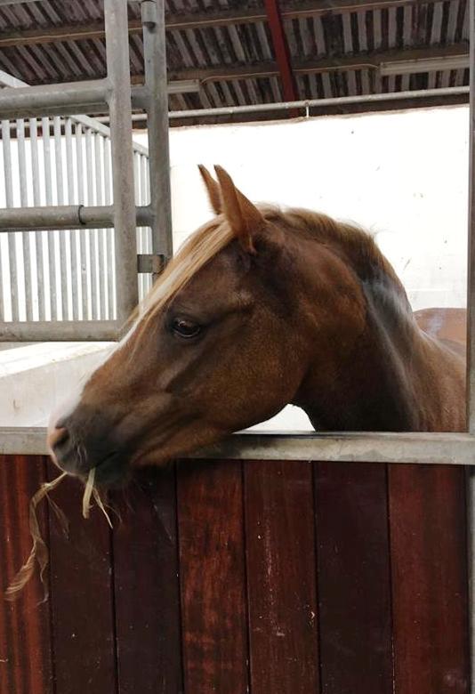 Welsh Pony (sec B) Clausholm Lady Java (dnk) billede 7