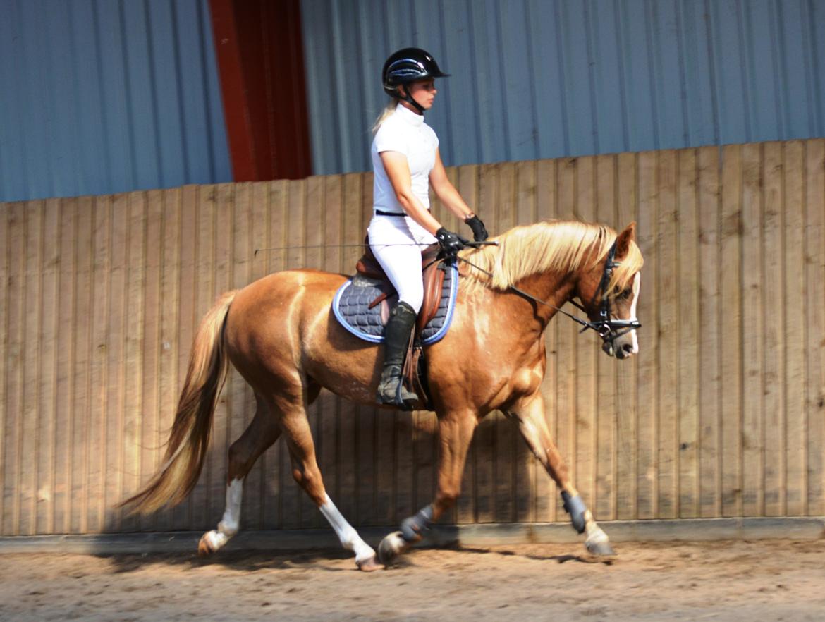 Welsh Pony (sec B) Clausholm Lady Java (dnk) billede 8