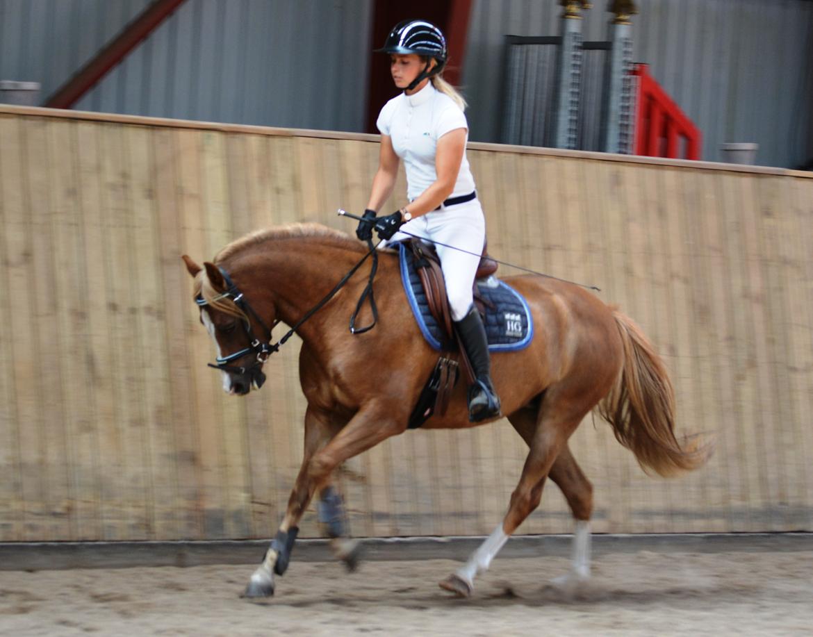 Welsh Pony (sec B) Clausholm Lady Java (dnk) billede 9