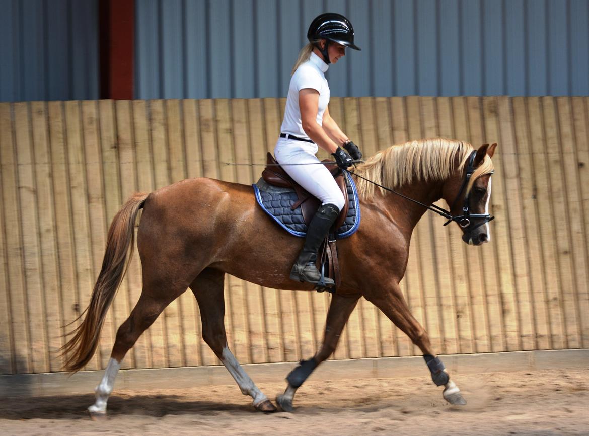 Welsh Pony (sec B) Clausholm Lady Java (dnk) billede 10