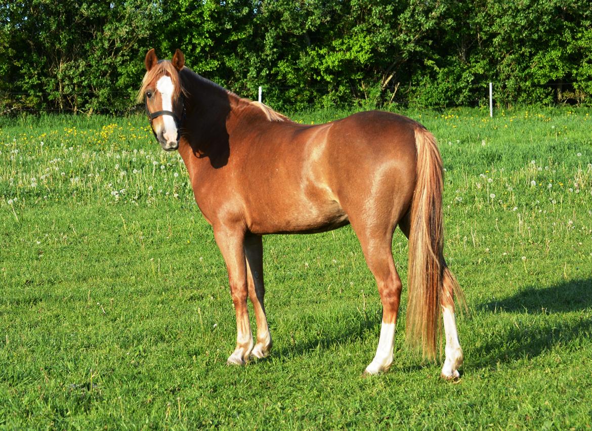 Welsh Pony (sec B) Clausholm Lady Java (dnk) billede 12