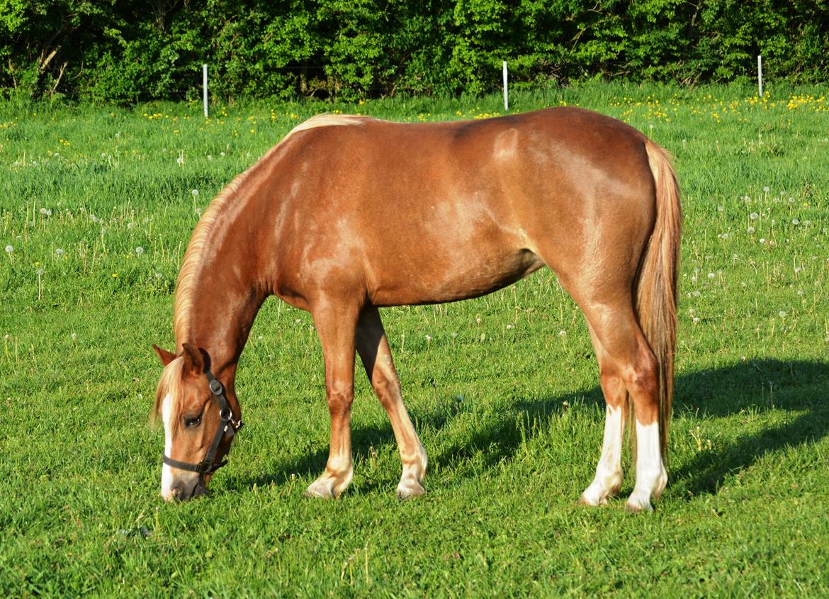 Welsh Pony (sec B) Clausholm Lady Java (dnk) billede 14