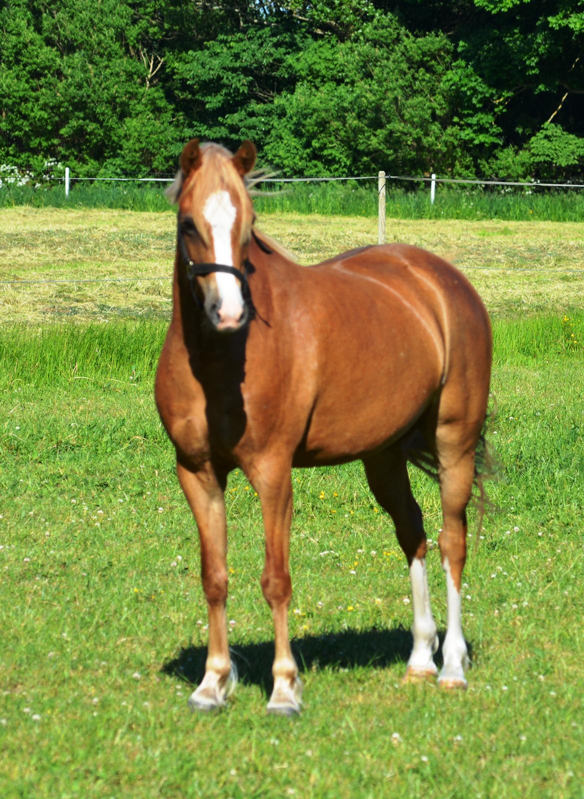 Welsh Pony (sec B) Clausholm Lady Java (dnk) billede 15