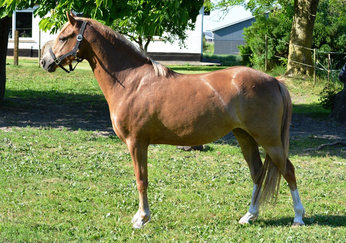 Welsh Pony (sec B) Clausholm Lady Java (dnk) billede 16