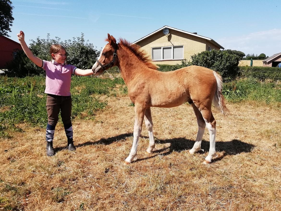 Welsh Cob (sec D) Solvangs Sounds like Avicii billede 47