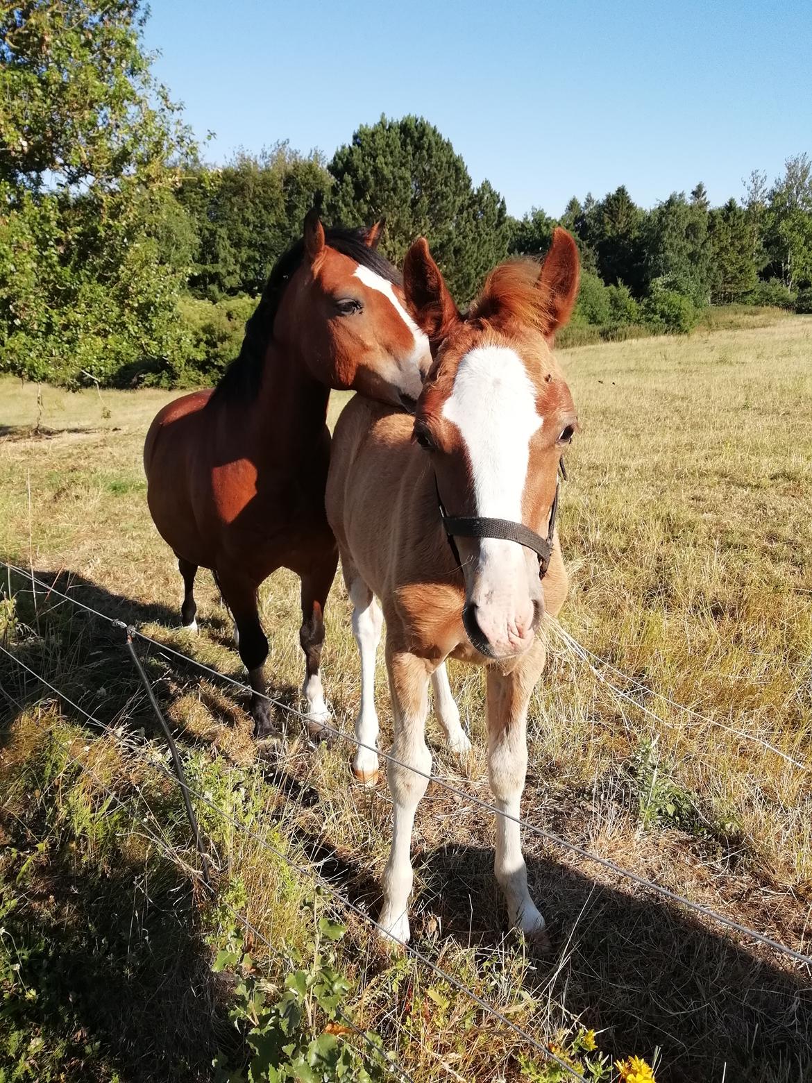 Welsh Cob (sec D) Solvangs Sounds like Avicii billede 44