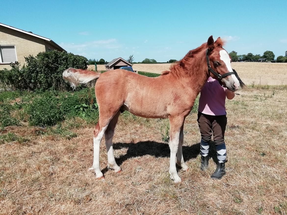 Welsh Cob (sec D) Solvangs Sounds like Avicii billede 46