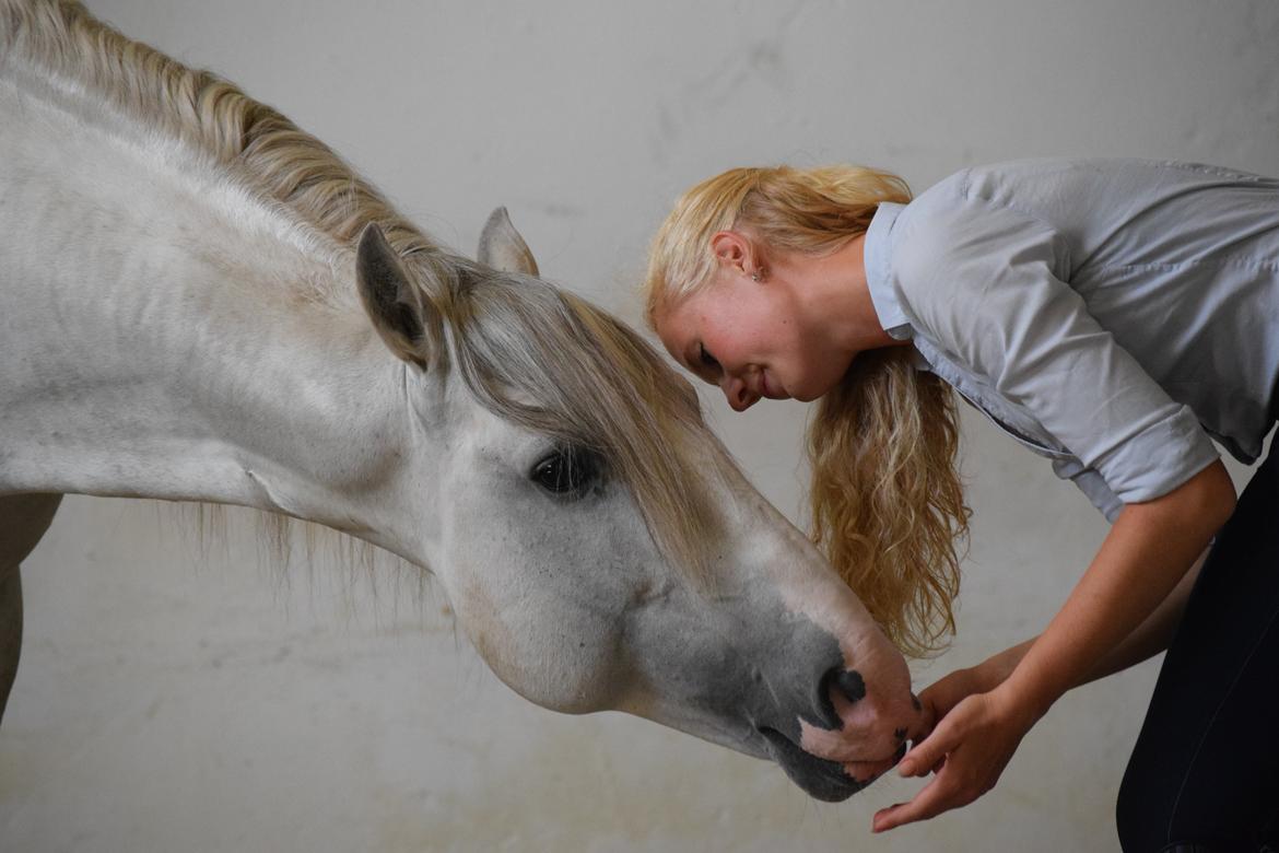 Lusitano Esperto billede 16