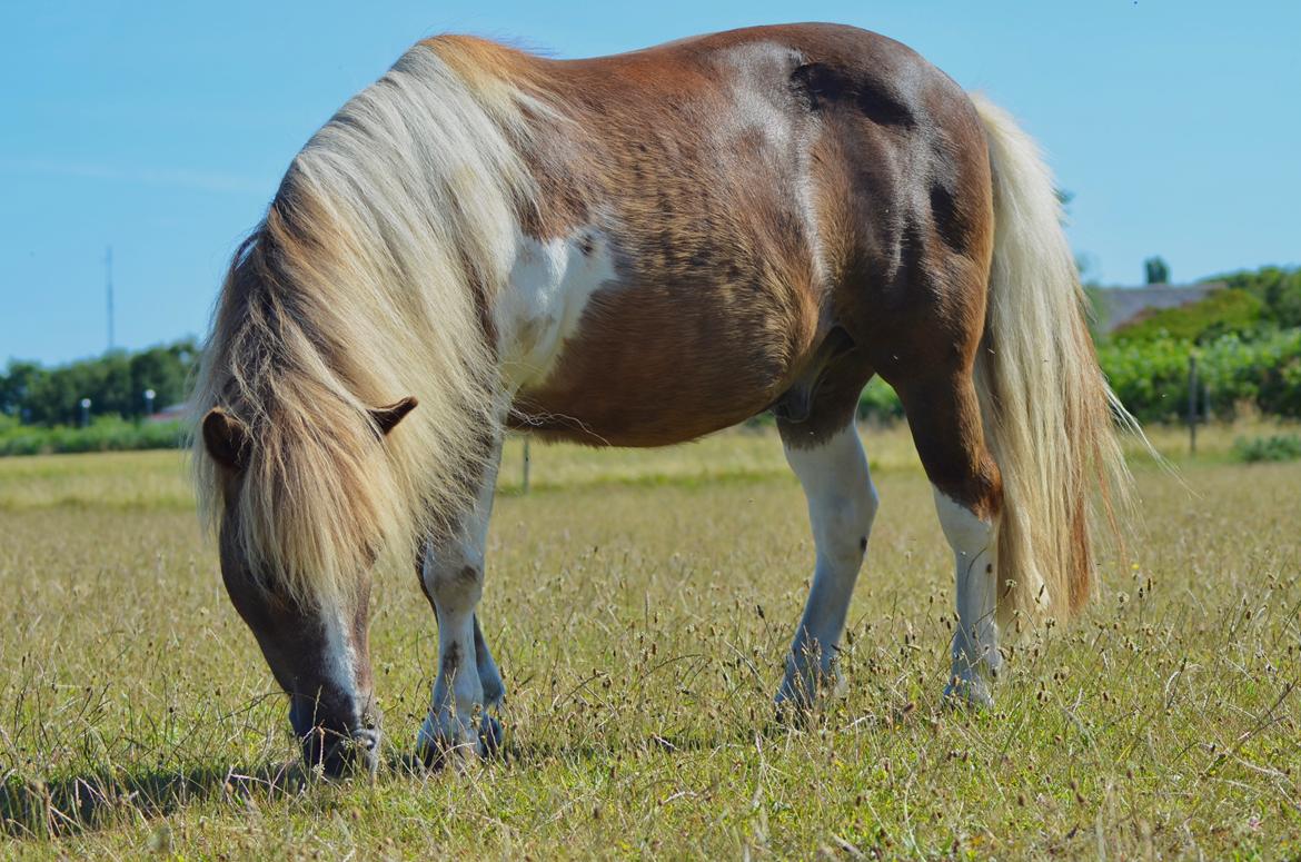 Anden særlig race Bob billede 2